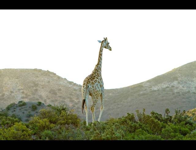 10,000M² VACANT LAND FOR SALE IN LADISMITH RURAL